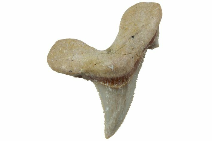 Serrated Sokolovi (Auriculatus) Shark Tooth - Dakhla, Morocco #225234